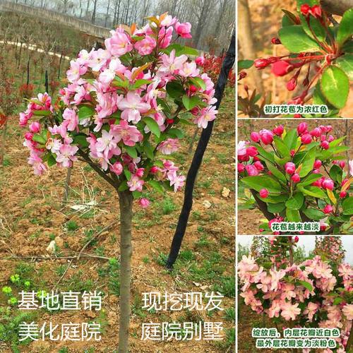 北美海棠苗木价格与苗木租赁指南